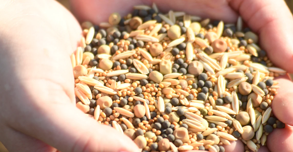 Best Seeds